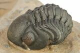 Kettneraspis Trilobite With Long Occipital & Reedops #276399-5
